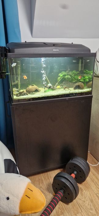 Akwarium wraz ze sprzetem plus szafka