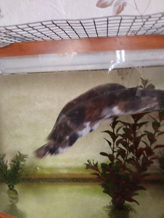 Акваріумний сомік