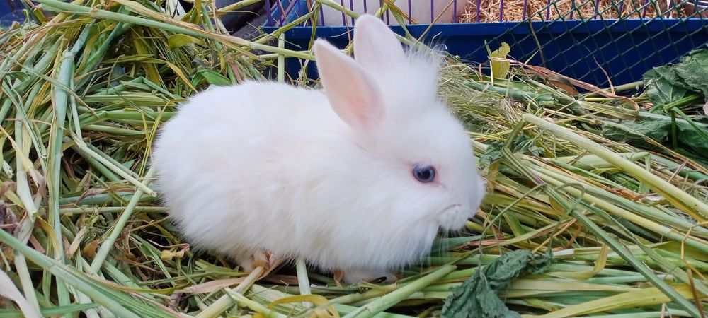 Карликовий торчевухий кролик, Львіноголовий