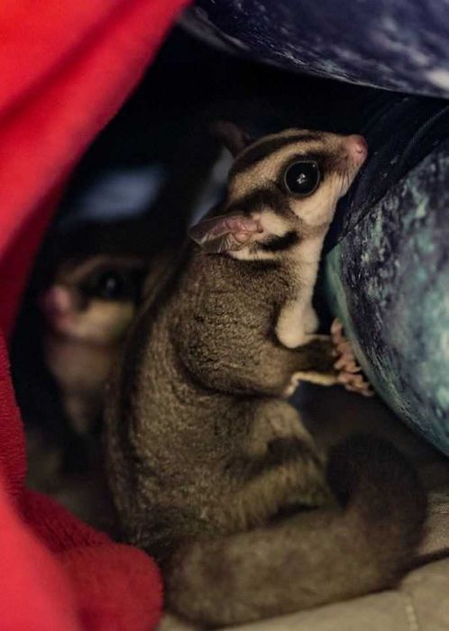 Lotopałanka młoda - samiec , samica Lotopałanki