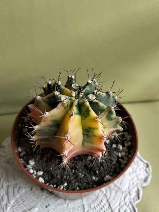 Интересные суккуленты