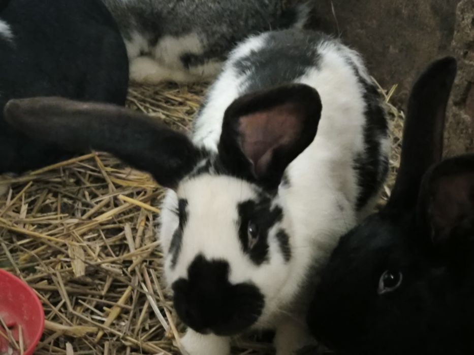 Piękna samica gotowa do zakocenia