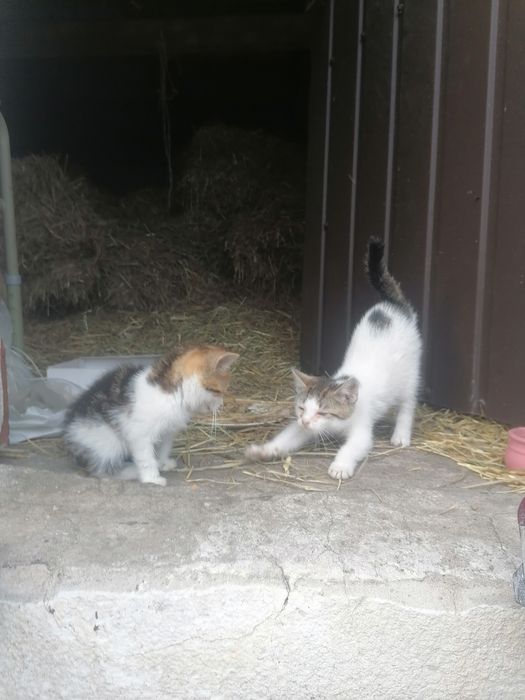 Oddam kotki w dobre rece