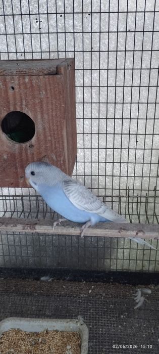 Vendo periquitos australianos (não faço criação de aves à mão). Em Loulé.