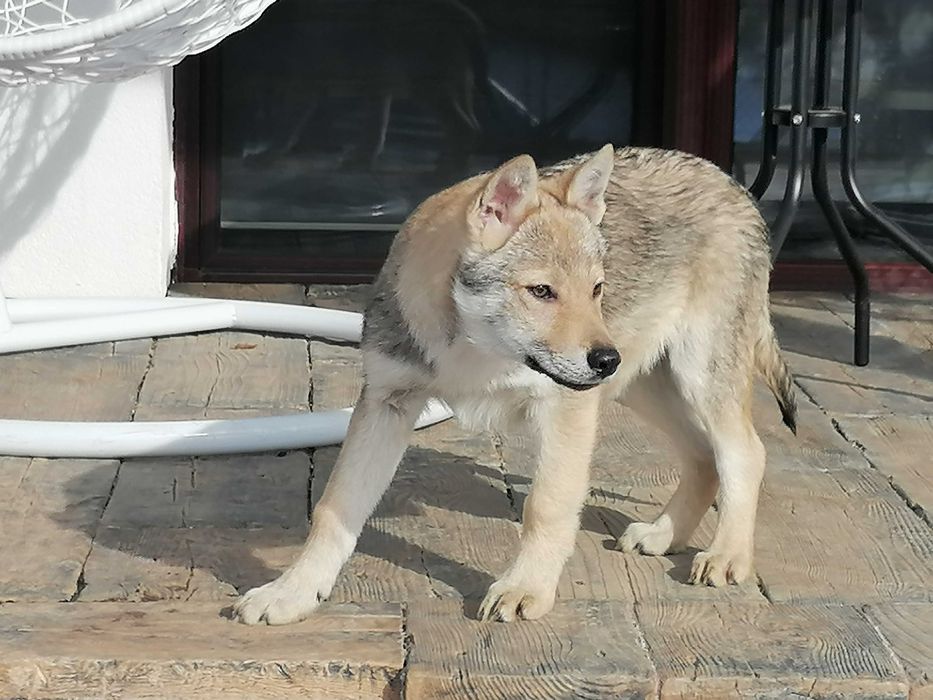 czechoslowacki wilczak super okazja piesek