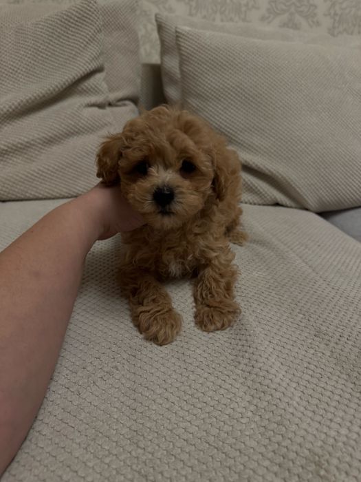 Карамельный мини мальчик мальтипу ф1 бейби фейс мальтипушка