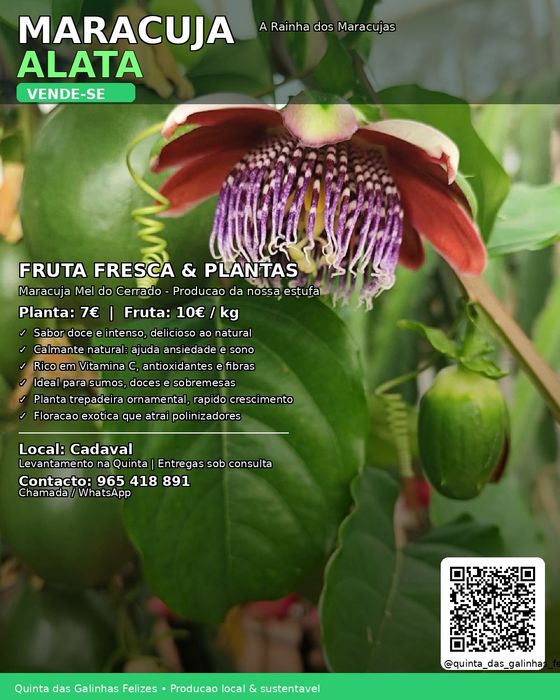 Maracuja fruta e olantas disponíveis