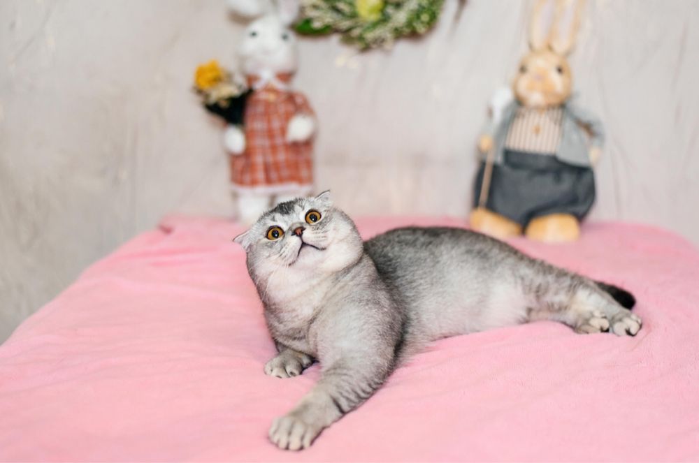 Продаж шотландських котиків