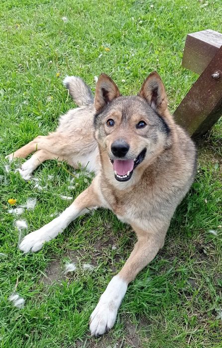 Собака в добрі руки