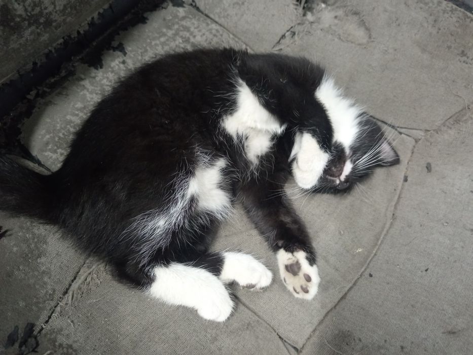 Віддам в добрі руки кошеня