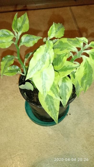 Педилантус титималовидний, приваблива рослина  30 см