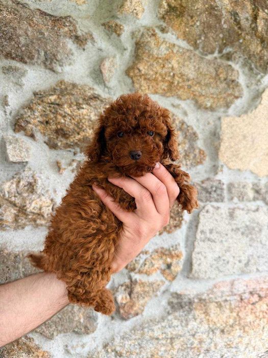 (!) Caniche Toy Mini Menina Disponível