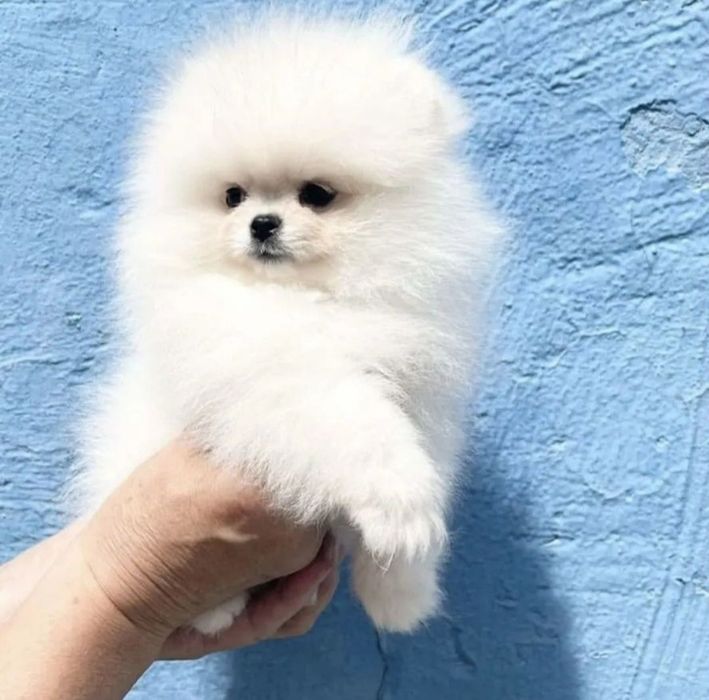 Мини супер крохи шпицы