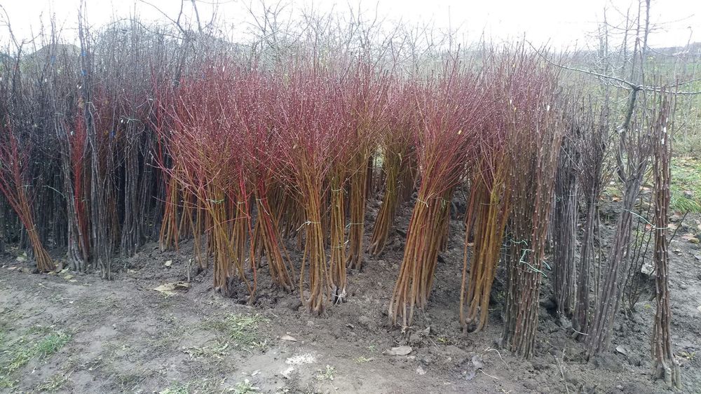 Саджанці плодових дерев. Гурт.