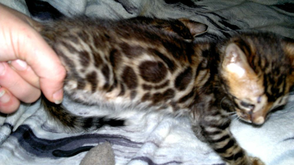 Бенгальські кошенятка в яскравих шубках