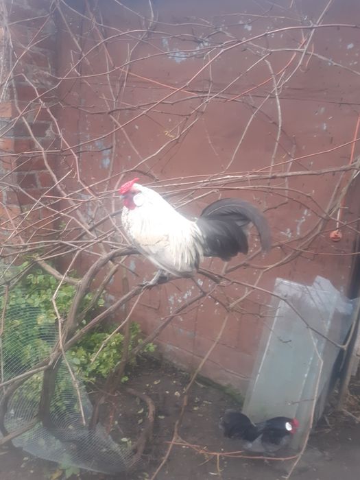 Bantamki-Karzełek Łapciaty- Karzełek Polski.