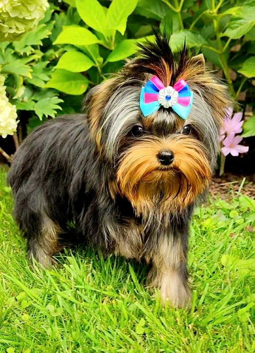 York , Yorki -  Śliczna suczka  Yorkshire Terrier  ZKwP   FCI .