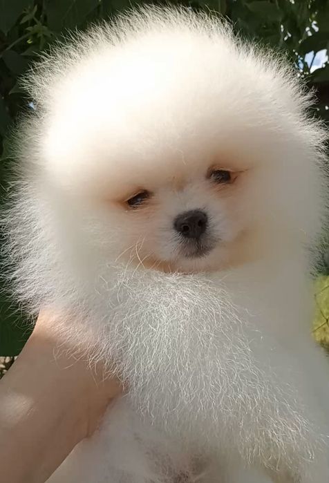 Біленький хлопчик