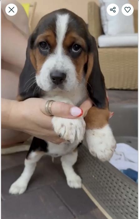 Beagle tricolr- możliwy paszport!