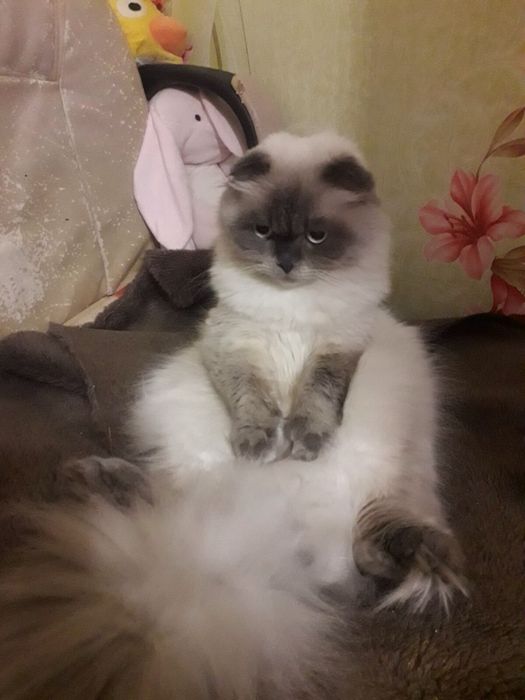Вислоухий кот вязка