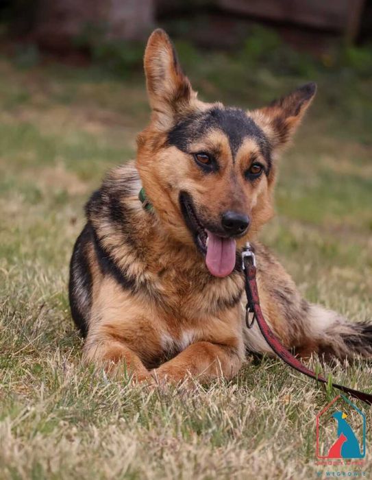 Młoda, urocza, delikatna, ma w serduszku dużo miłości - pokochaj