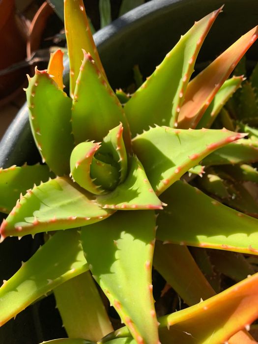 Suculentas ( cacto peito de perdiz) 10€