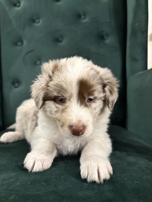 Piesek Border Collie