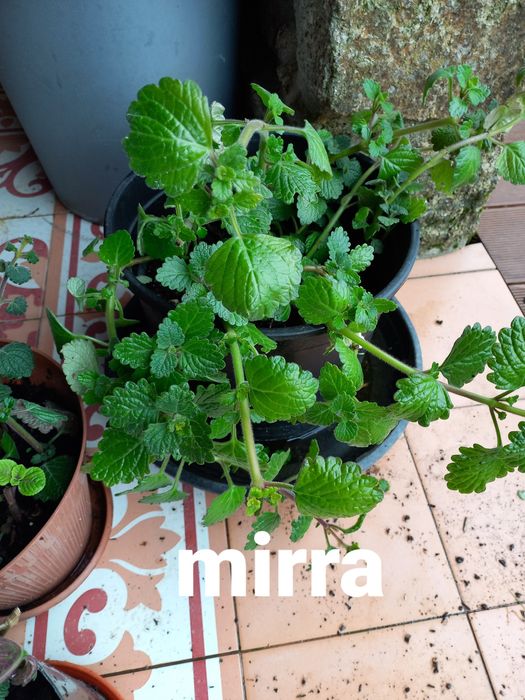 Plantas de incenso; mirra e ouro