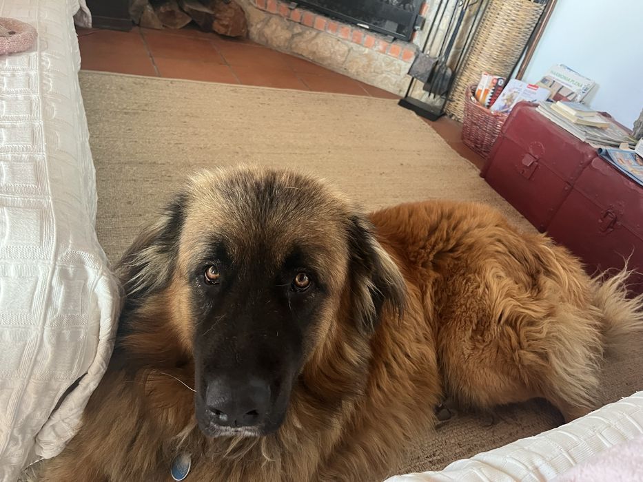 Cão da Serrada Estrela para adopção