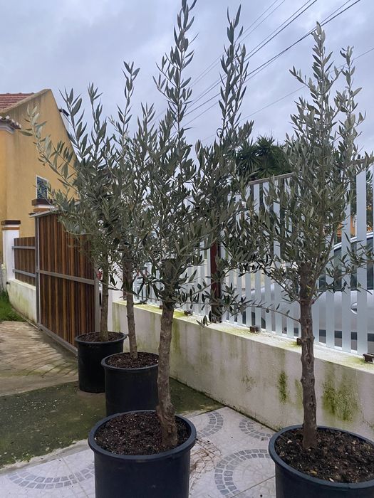 Oliveiras de ornamentação