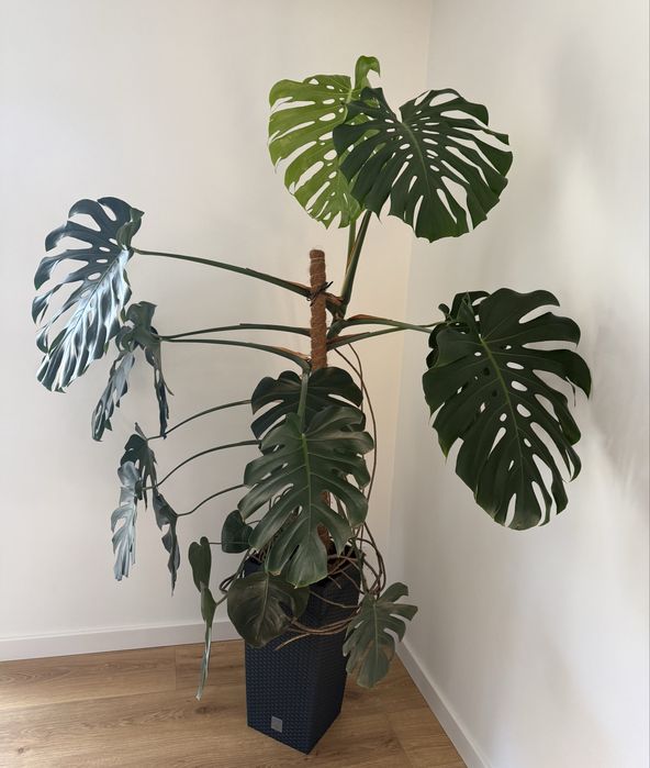 Monstera Deliciosa
