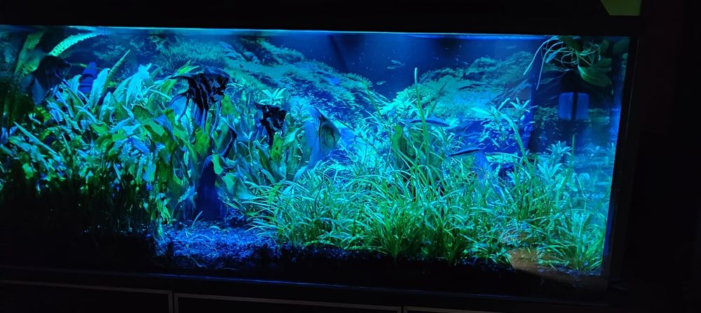 Akwarium 240l -120x40x50 plus cała reszta.