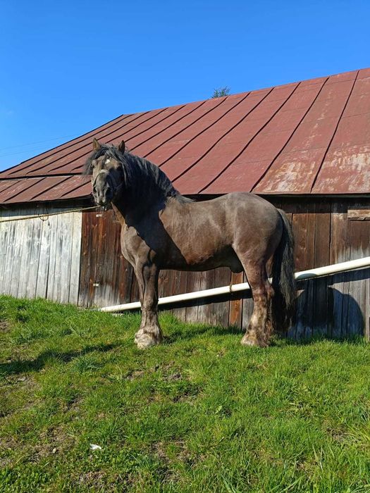 Sprzedam, zamienie ogiera sokolskiego