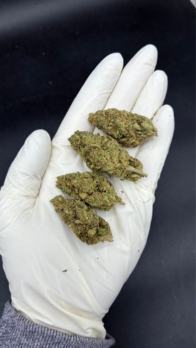 1kg susz CBD Royal Cheese /THC<0.3%