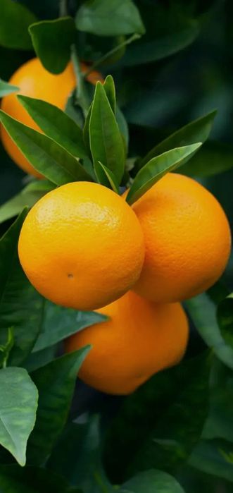 Каламондин   Цитрофортунелла