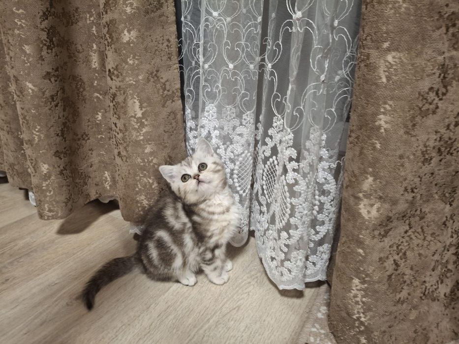 Шотландські кошенята