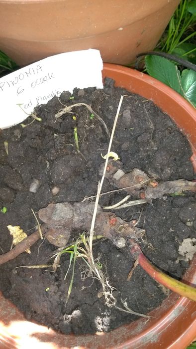 Piwonia wykopana