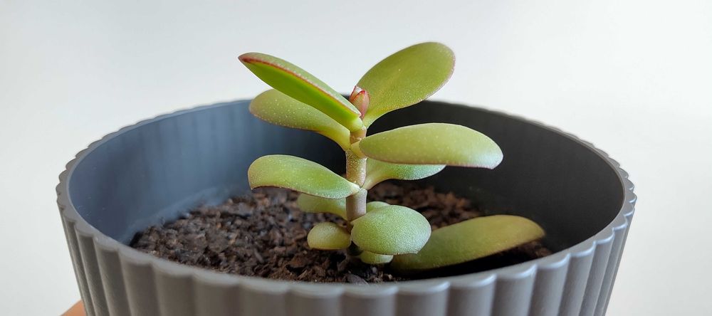 CRASSULA OVATA (Árvore do dinheiro / Jade) em vasos de 13cm