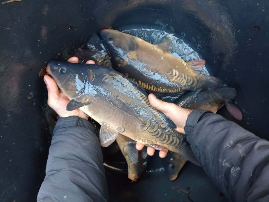 Złotą karaś amur karp koi