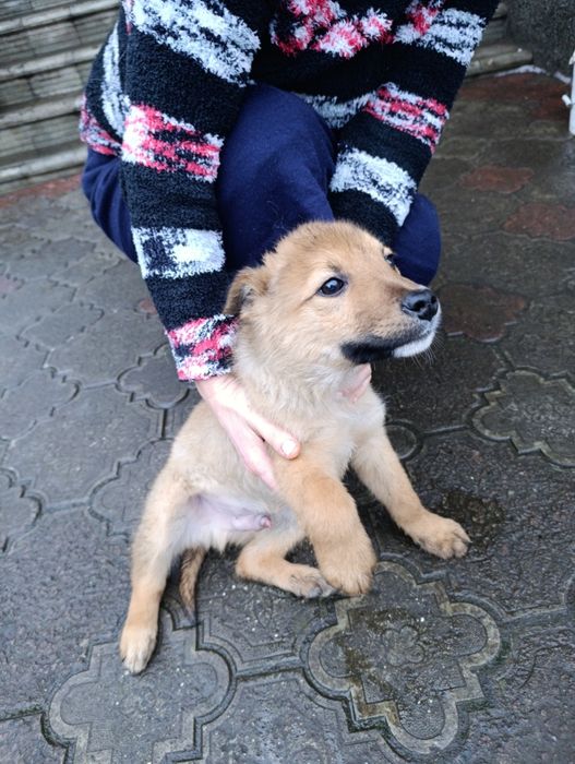 Собака не знаю якої породи можливо хто розбирається