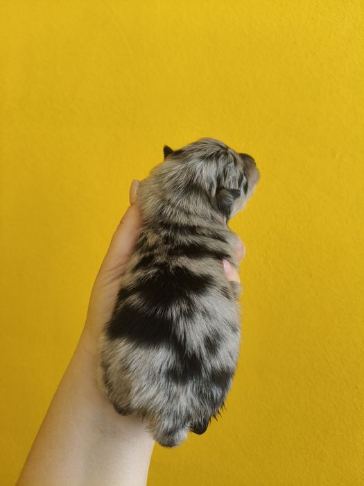 Spitz alemão menino