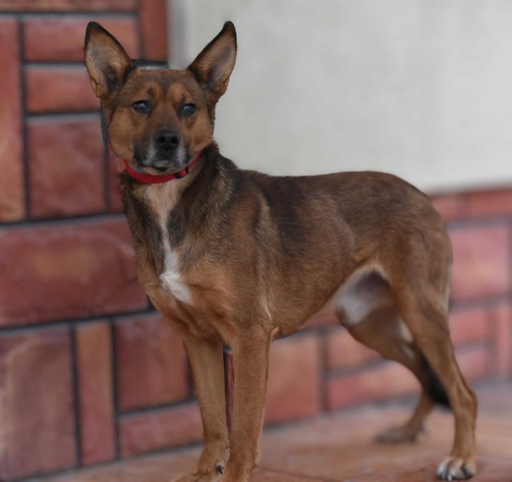 Oxford - piesek do adopcji