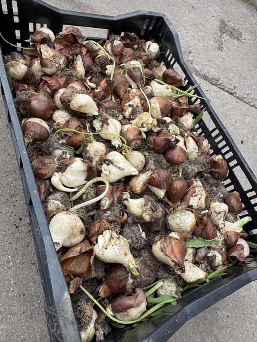 Цибулини тюльпана після вигонки