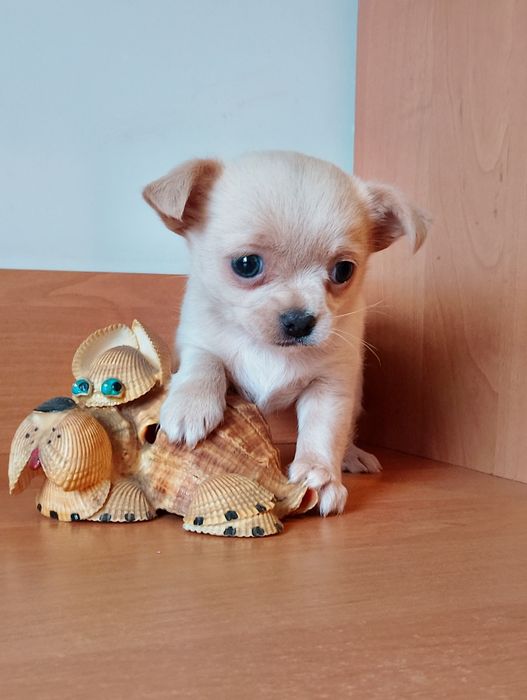 Кремова дівчинка чихуахуа