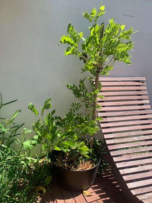 Planta glicínia