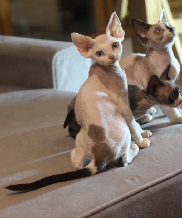 Ufo - arlekin Devon Rex po Championie