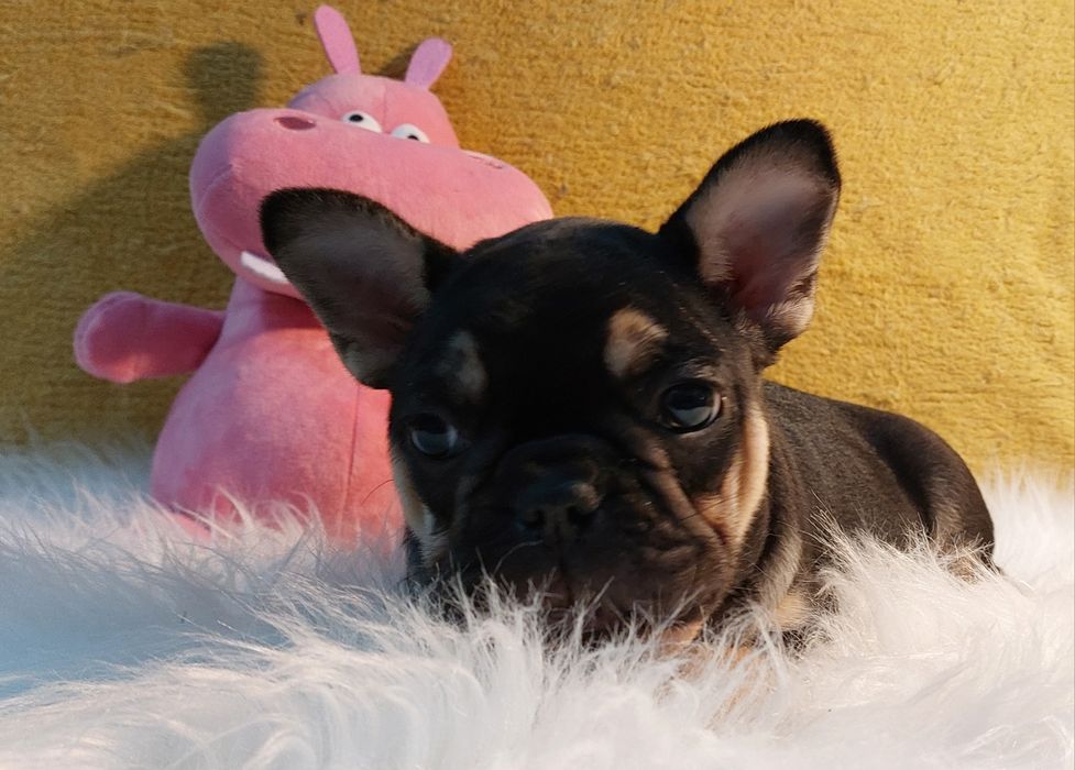 Bulldog francês black tan