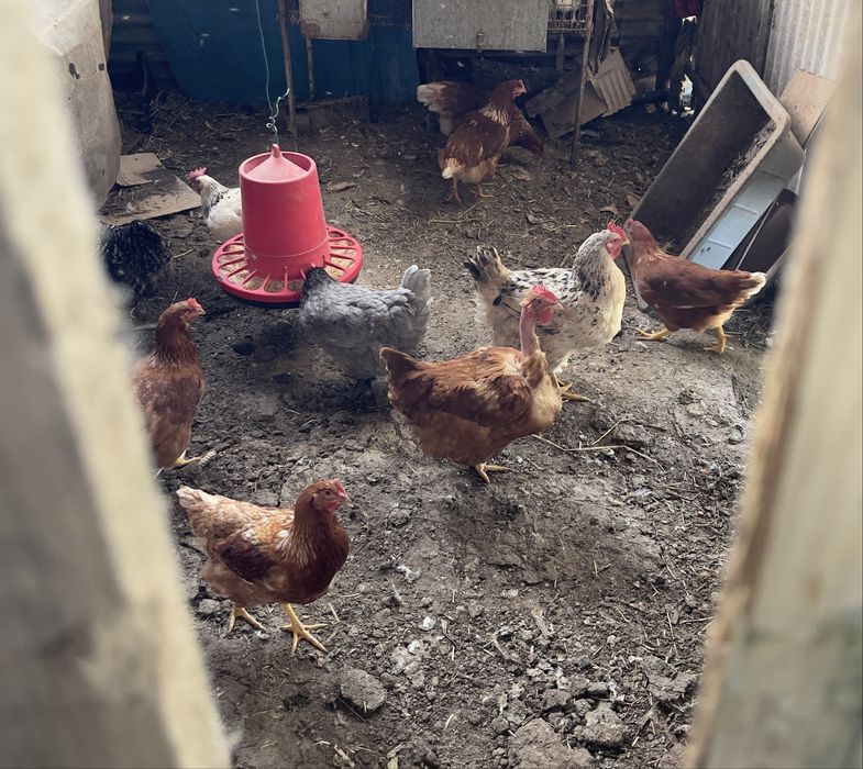 Vendo Ovos (caseiros)