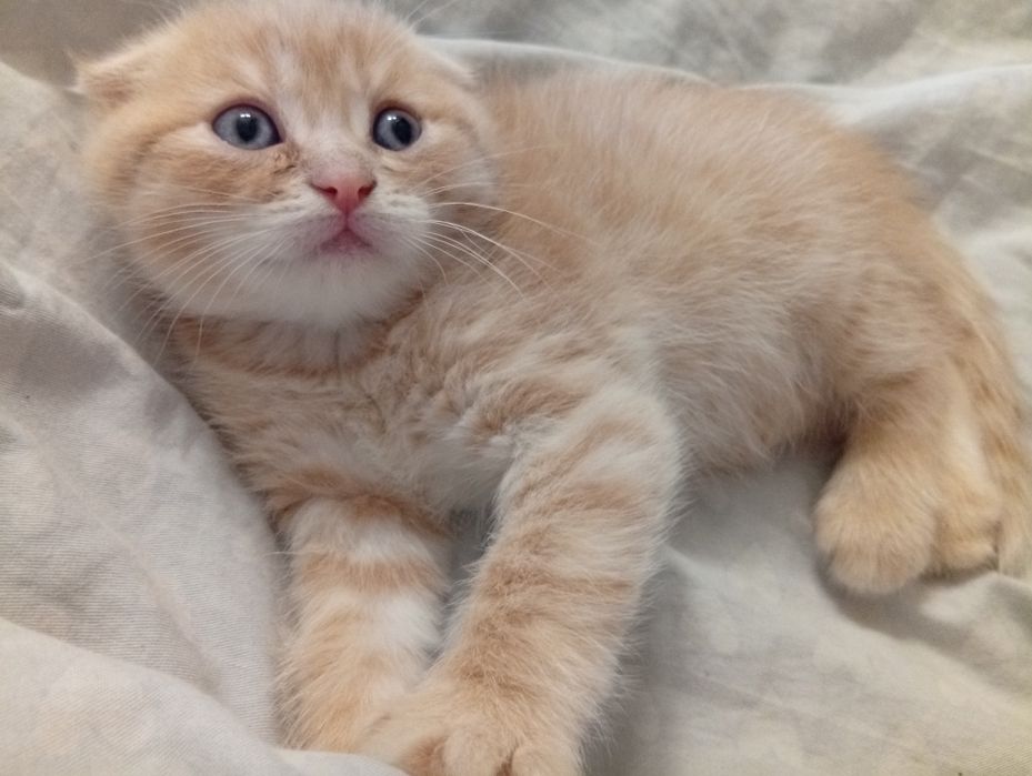 Scottish fold.скоттиш фолд и скоттиш страйт.котята