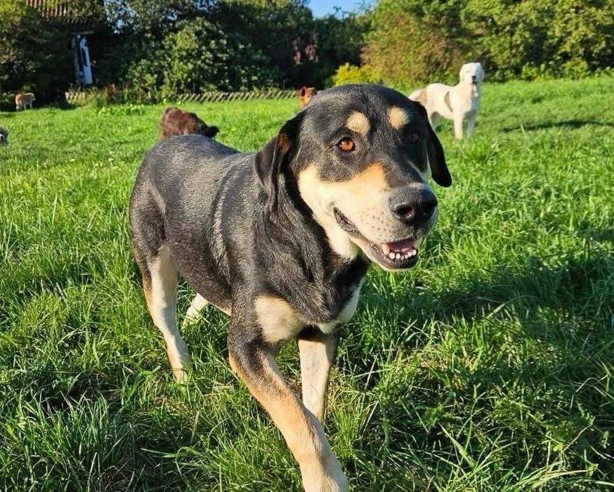 Kto podaruje mu dom na zawsze?